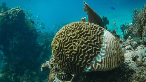 चीन के बारे में नवीनतम समाचार विघटित समुद्री जीवों से गैसेंः तटीय वायु की गुणवत्ता पर प्रभाव और वायु शोधक की भूमिका